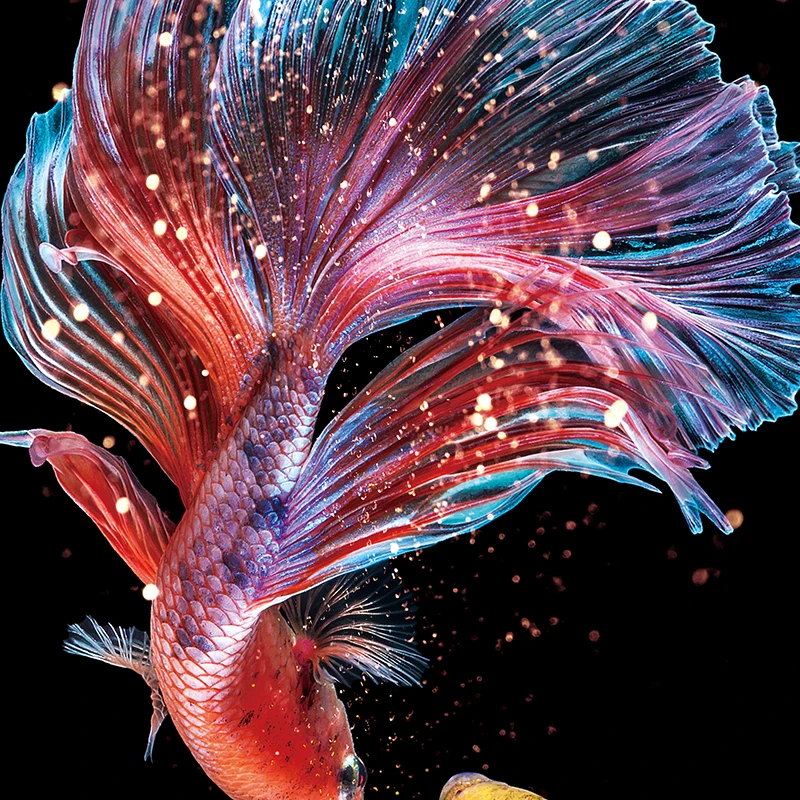 Needlework DIY Fish Printed Princess Goldfish Cross stitch Sets For Embroidery kit Full embroidery Koi Cross-Stitching Decoratio cross stitch kit,cross stitch tools