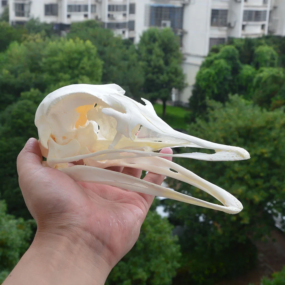 

Struthio camelus Ostrich Skull Specimens Collection Animal Taxidermy