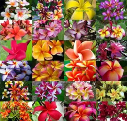 "24 типа", 5 шт. настоящая свежая Плюмерия рубра Франгипани лилавадея цветок дерево бонсай - Цвет: 24