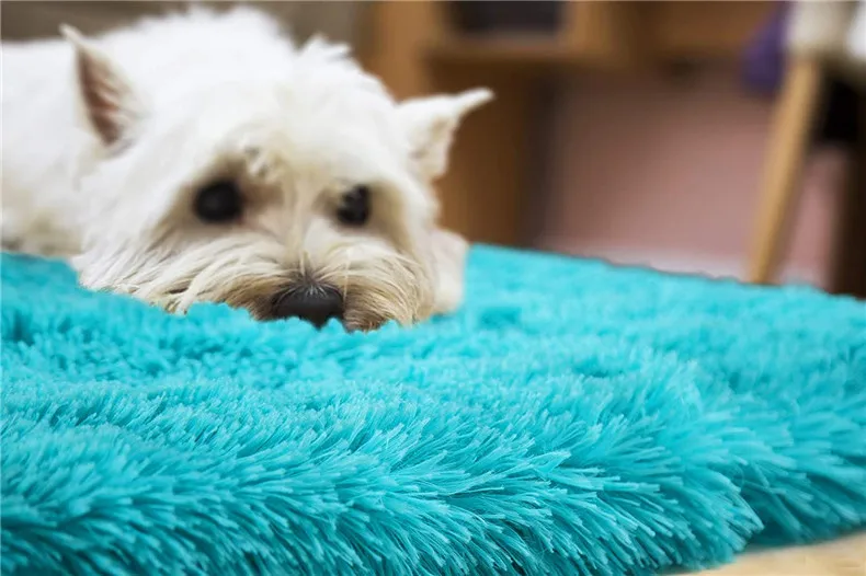 71CcPwEdaRL._AC_SL1500_