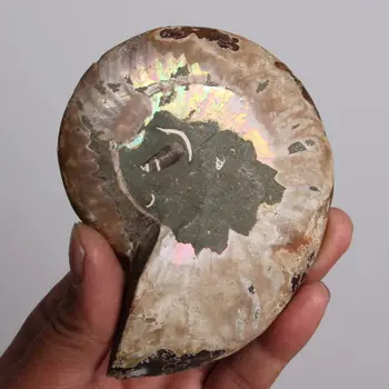 

8fa j00881 1 pairs of Split Ammonite Fossil Specimen Shell Healing Madagascar as