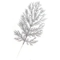 Silver F