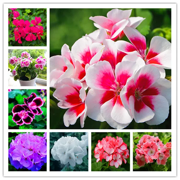 Купить Семена Редкой Пеларгонии