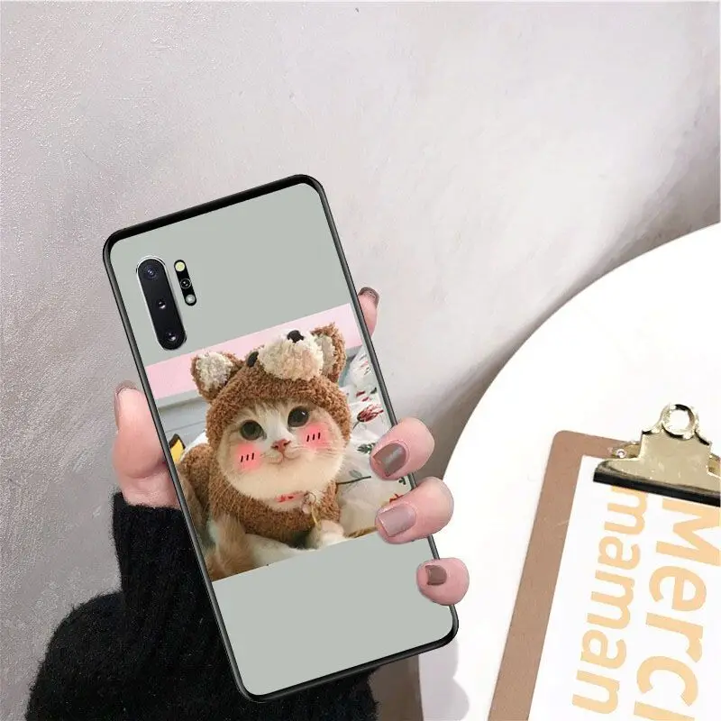 Cute funny funny kitten cat