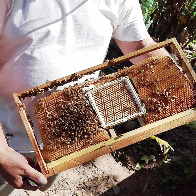 de alargamento de rainha, jdigite, kit para criação de rainha de abelha