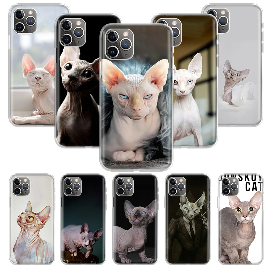 mini sphynx cat