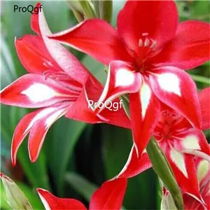 Ngryise 30 шт набор Vaniot Houtt gladiolus - Цвет: 12