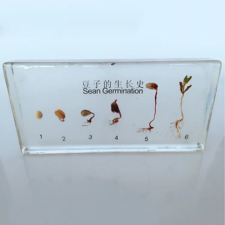 Образцы истории роста растений из смолы Кукуруза арахис бобов, пшеницы, процесс прорастания риса, модель биологии Botany учебные материалы