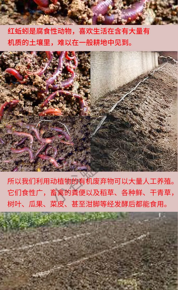 Приманка Ohira II, красная приманка в штучной упаковке, приманка, открытая страна, рыболовный червь, большой размер, высвобождение, черепаха, еда