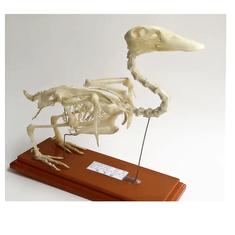 Pigeon Bone Specimen Science Teaching Aids 1 pcs Real animal Skeleton Model 