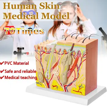 

70 Times Human skin model Block enlarged Plastic hair Layer structure Anatomical Anatomy Medical Teaching Tool
