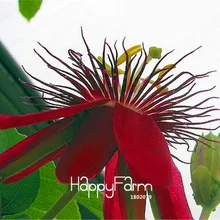 Новое поступление! 100 шт./лот цветок страсти Флорес лоза фрукты Пассифлора бонсай растения DIY домашний сад,# JF0TRH