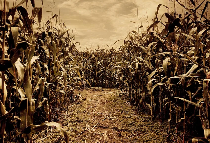 ужасы кукурузное поле