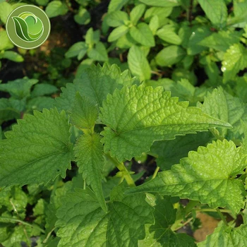 

Pogostemon Cablin Seeds / Patchouli Herb