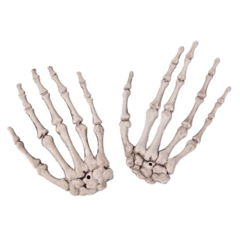 

Human Anatomical bone Skeleton Model Medical Medical Learn Aid Anatomy art sketch 1 pcs Skull Skeleton Hand Bone Halloween
