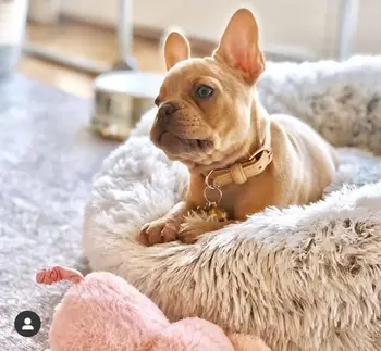 

Warm Fleece Dog Bed Round Pet Lounger Cushion For Small Medium Large Dogs Cat Winter Dog Kennel Puppy Mat Pet Bed