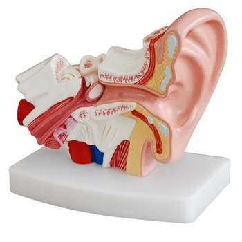 

1.5 Times Human Ear Anatomy Model Showing Organs Structure Of the Central and External Ears Medical Teaching Supplies