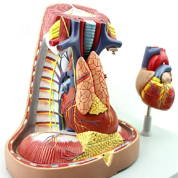 

Anatomy Pleural respiration System Thymic heart Mediastinum Thoracic Surgery Model Human Mediastinum model