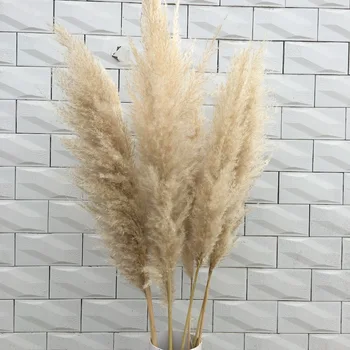 

Natural Plant Pampas Grass Large Dried Flower Wedding Special Fluffy Feather Flower Ceremony Decoration Decoration Fast Shipping