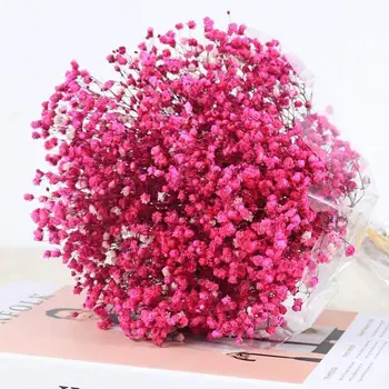 

52-55cm Babysbreath Natural Fresh Dried Preserved Flowers Eternal Branch Baby Forever For DIY Flower Real Breath Material F J8X6