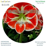1 Ngryise 3 шт. набор Hippeastrum Amaryllis - Цвет: 1