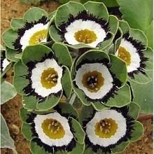 100 шт Европейская Примула Оо, Primula Malacoides цветок. Oode Флорес для сада дома F