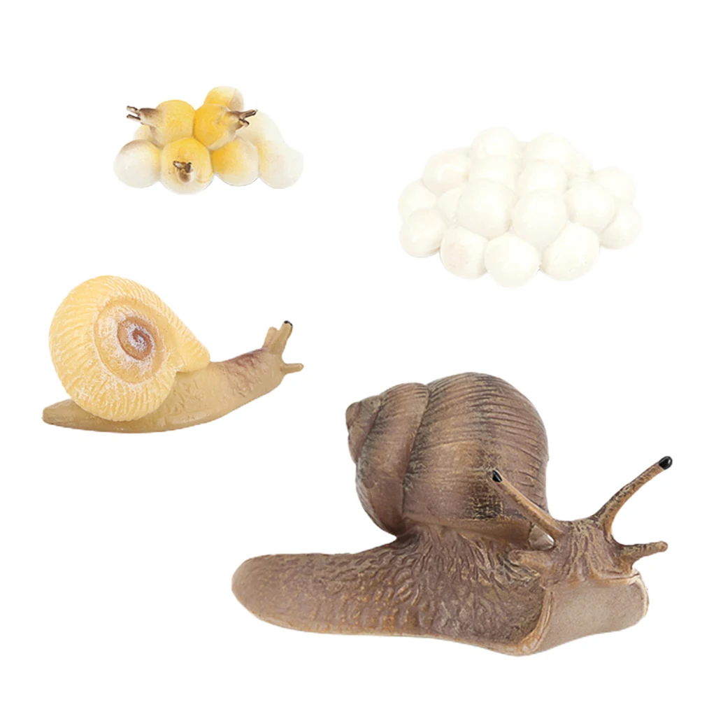 Life Cycle Figures of Snail Early Educational Animal Figures Biology Science Toys Life Cycle Figures of Snail Early Educational Animal Figures Biology Science Toys