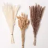 Phragmites Pampas Grass Large Bouquet