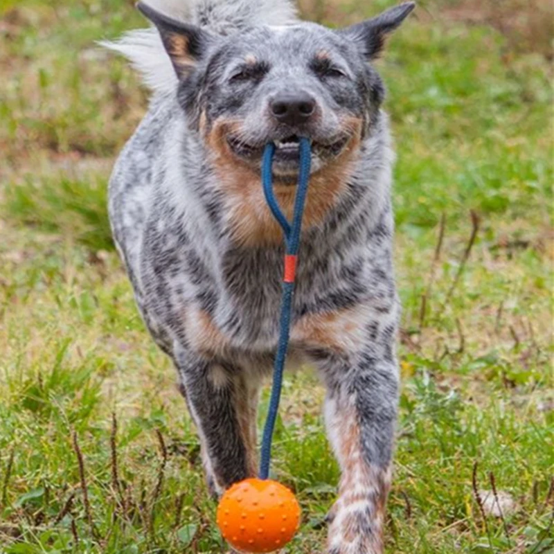 dog training ball