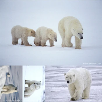 

5D DIY Full drill Diamond Painting Polar Bears Embroidery Diamond Cross Stitch Rhinestone Mosaic home decor