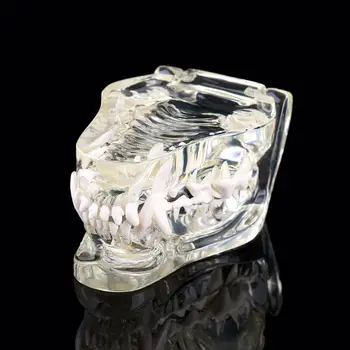 

Transparent Dog Teeth Jaw Tooth Model Anatomical Teaching Demonstration Canine