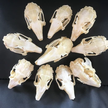 

10pcs bunny Skull specimen Animal Rabbit bone hobby collection Christmas gift home decor