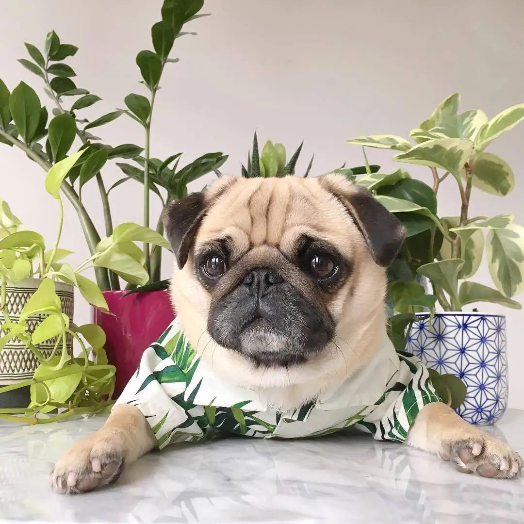 dog summer clothes
