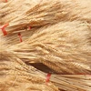 10/20/50pcs Real Wheat Ear Flower Decoration Natural Pampas Rabbit Tail Grass Dried Flowers For Wedding Party DIY Craft Bouquet ► Photo 1/6