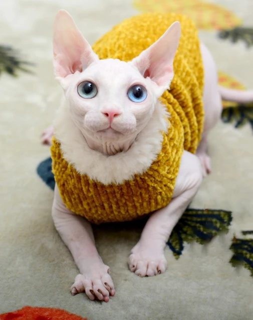 Sweater for Kitten | Louis Vuitton Vest for Sphynx, Lamb Fleece