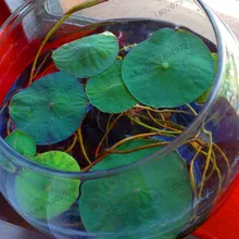 Hot Sale!5pcs Bowl Lotus plantas Hydroponic Plants Aquatic Plants Flower Pot lotus Water Lily flores Bonsai Home Garden, Garden