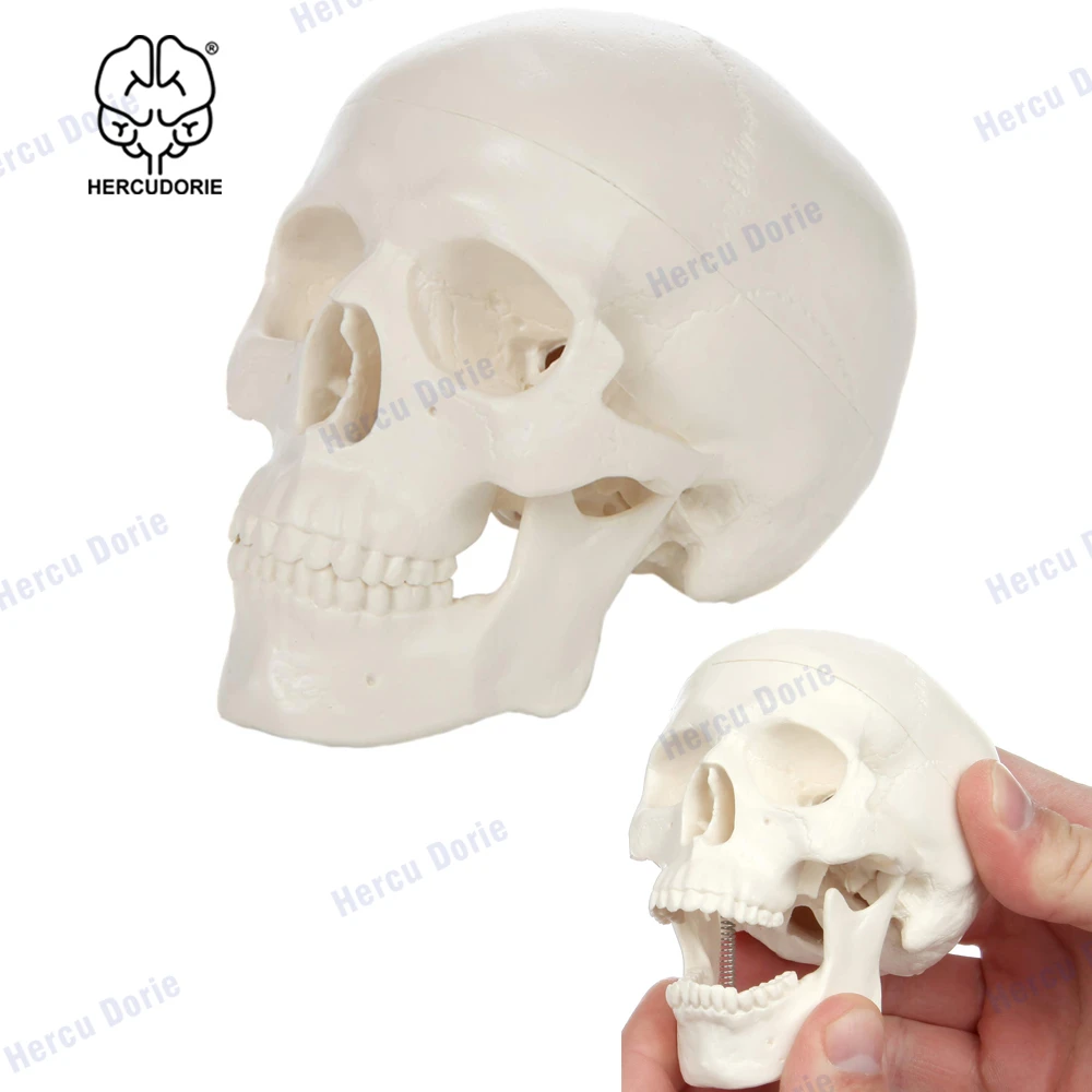 愛用 Revteds 頭蓋骨スカル標本 人体模型 パズル ばらばら１５パーツ 実物の1 2サイズ カラフル
