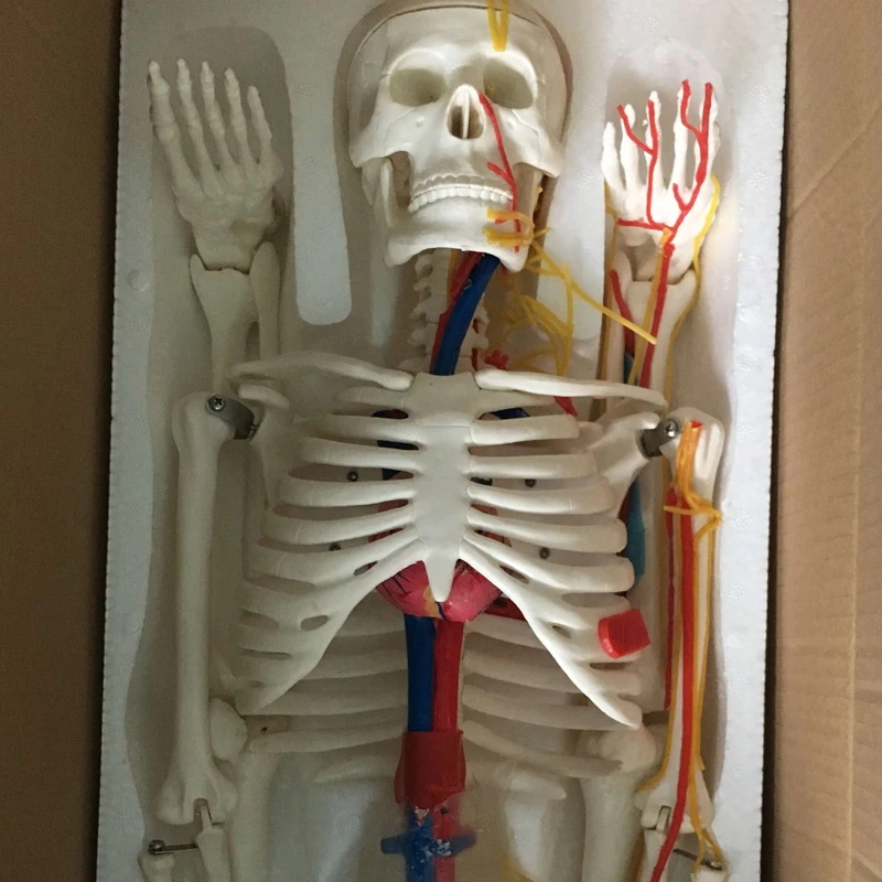 Chinon 85cm Life Size Human Anatomical Skeleton Skull Anatomy Body Model Medical Science Teaching Tools Supplies BIX-A1003