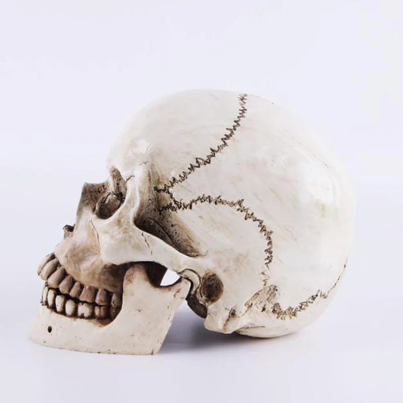 Искусство другие модели череп медицинские товары для Хэллоуина рыба украшение для аквариума школьные образцы игрушки& Amp; игры дисплей Смола Ретро-инструмент