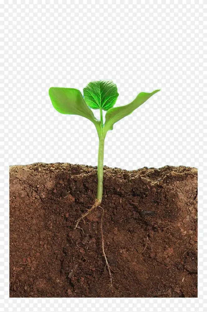土壤结构 土壤植物层 绿色植物土壤剖面png图片素材免费下载 图片编号 Png素材网