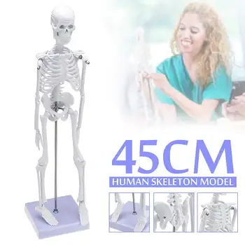 

45cm Height Human Anatomical Anatomy Skeleton Medical Learn Aid Human Skeletal Model Medical Learn Aid Anatomy Art Sketch Bone