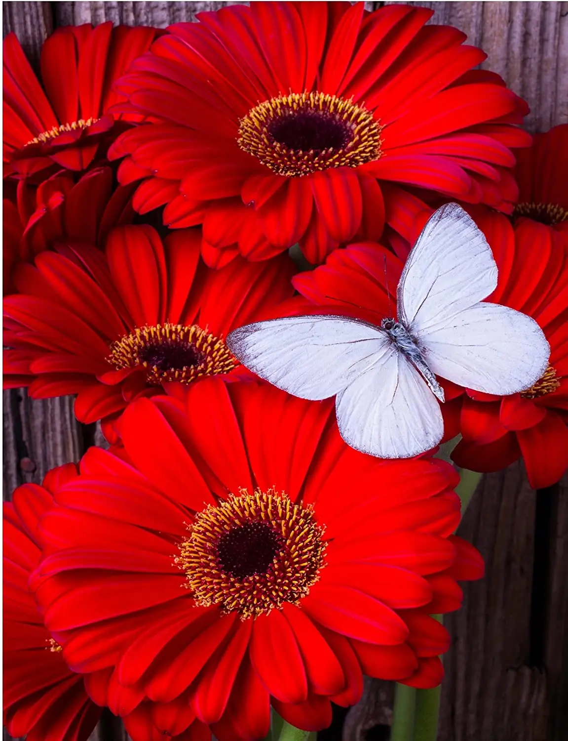 Diamond Painting Kits for Adults &amp Kids Art Dotz Flowers and Butterfly Dots | Дом и сад