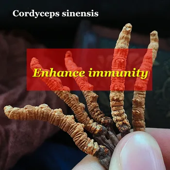 

2g 4g 6g 10g Tibet Naqu Ophiocordyceps Sinensis Fresh Cordyceps-sinensis