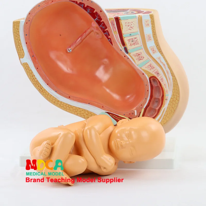 

Mom And Baby Embryonic Development Model Full-Term Fetal Infant Health Midwifery Women's Pelvic Family Planning Medicine Teach M