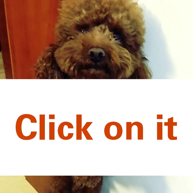 

New Classic Spring Summer Dog Clothes For Small Dogs Lovely Pomeranian Puppy Clothes For Bulldogs Fashionable Poodle Dog Hoody