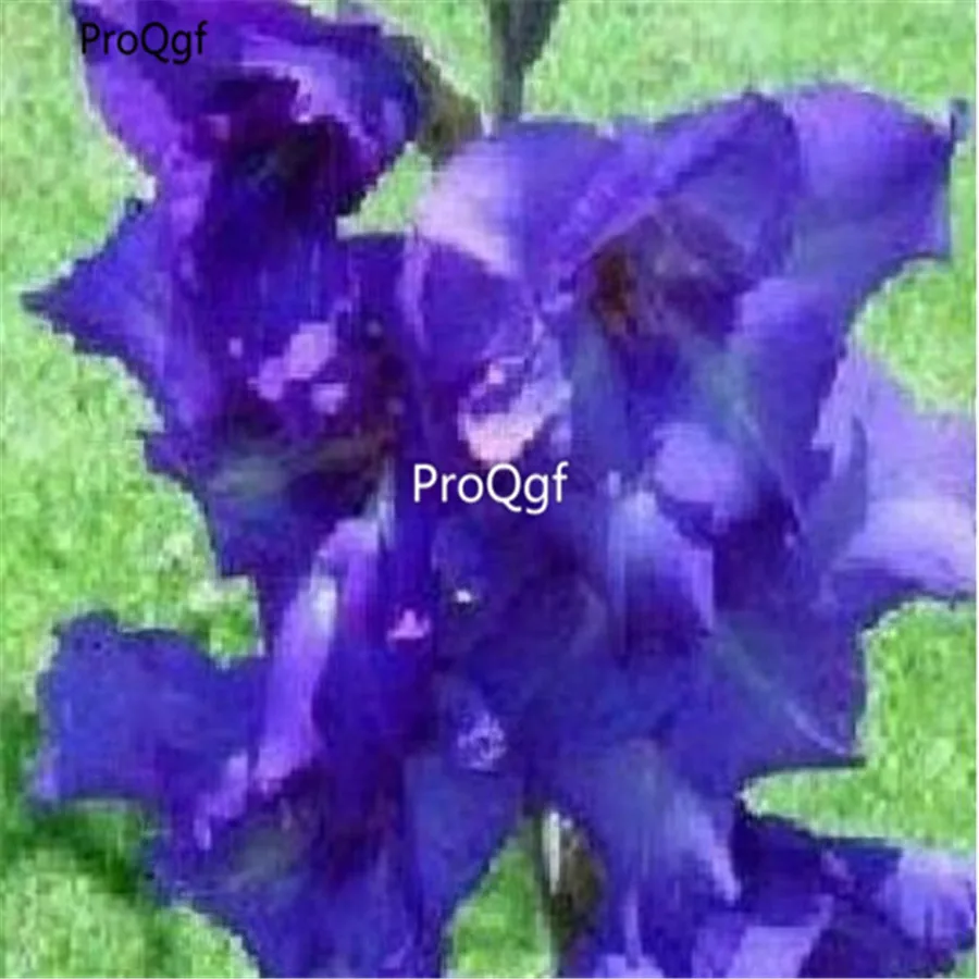 Ngryise 30 шт набор Vaniot Houtt gladiolus