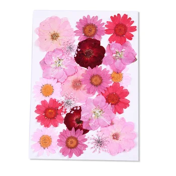 

Pressed Flower Dried Flowers DIY Art Crafts Scrapbooking Decor Multifunctional HKS99
