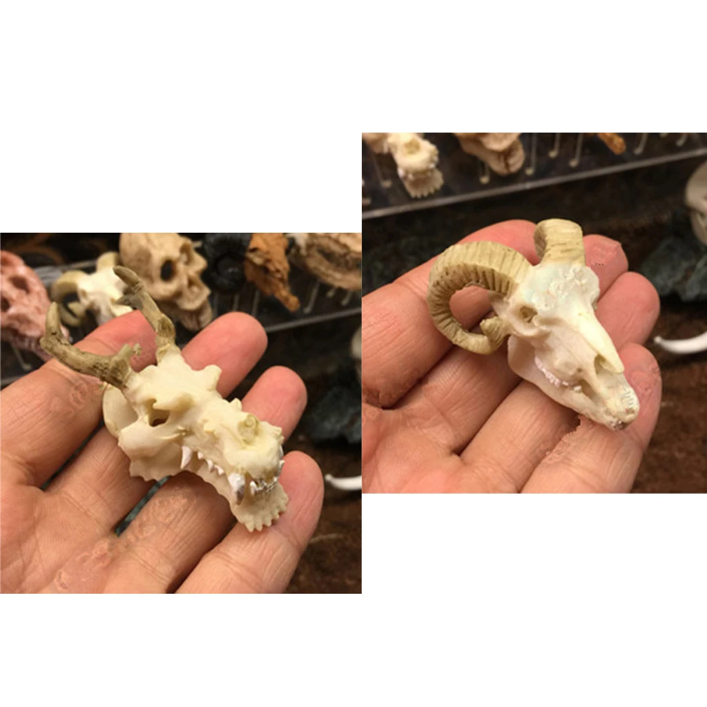 2 Pcs Resin Reptile Vivarium Decoration Terrarium DIY Landscaping Ornament Goat Skull and  Dragon Skull Shape
