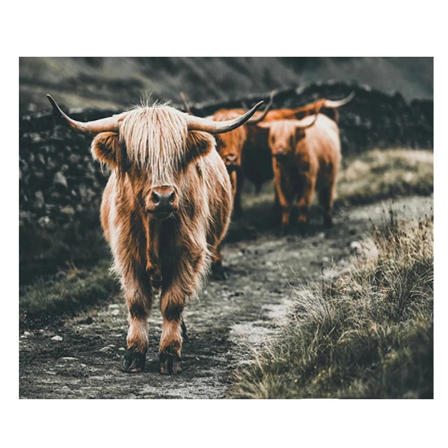 Diamond Painting 5D Full Drill Square Scotland Highland Cattle Cow Animal Diy Diamond Embroidery Diamond Mosaic Cross Stitch Kit