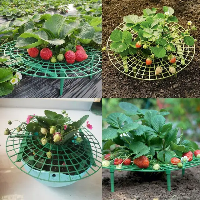 1 Pc/Beállított Eper Termesztési Kör Támogató Állvány Tálca Erkély Gyümölcs Zöldség Szőlő Növények Védő Keretállvány Tartó - Image 3